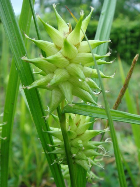 Carex grayi inflorescence